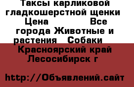 Таксы карликовой гладкошерстной щенки › Цена ­ 20 000 - Все города Животные и растения » Собаки   . Красноярский край,Лесосибирск г.